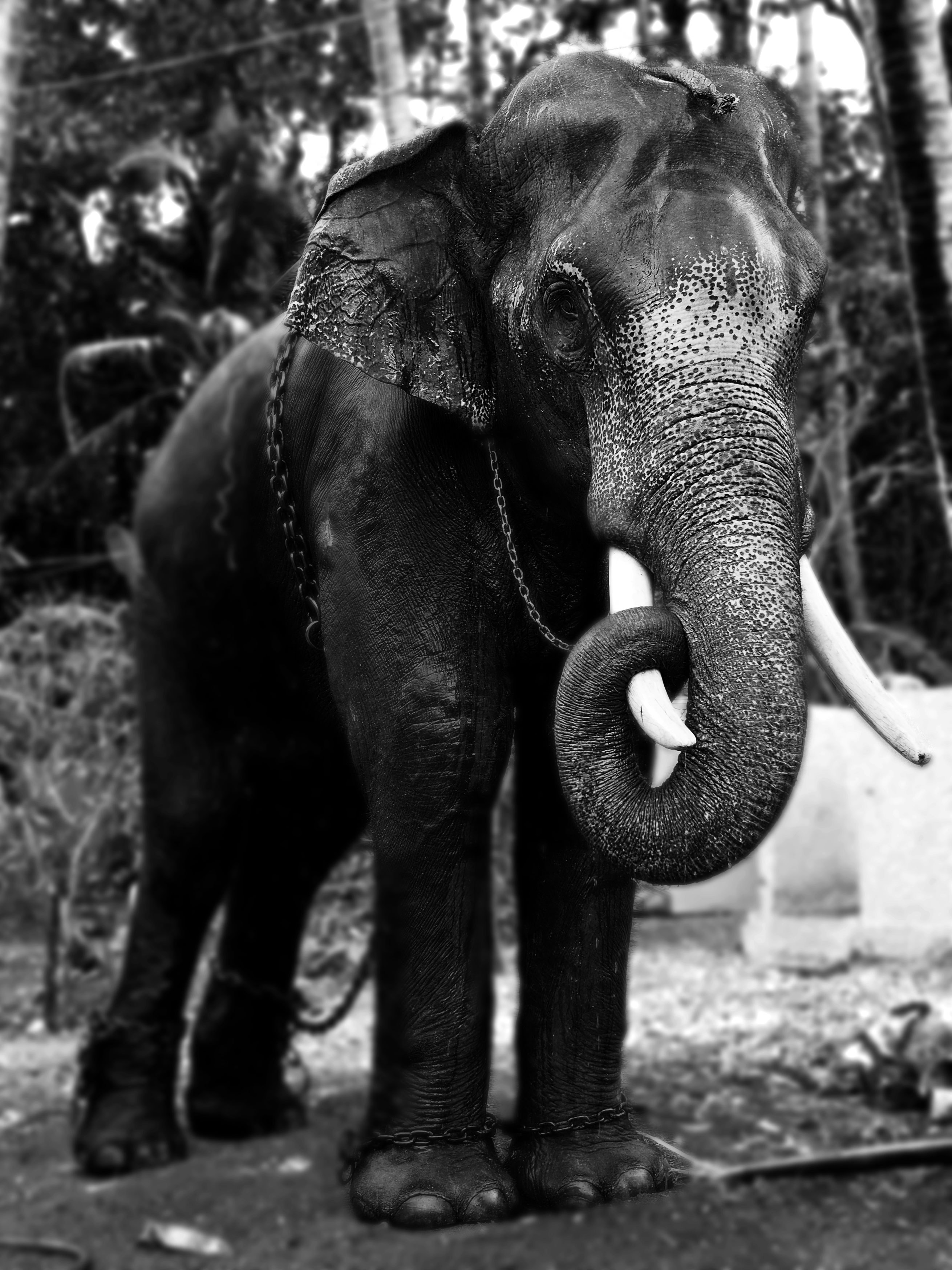 grayscale photography of an elephant